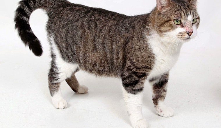 Cats in New Orleans looking for their furr-ever homes