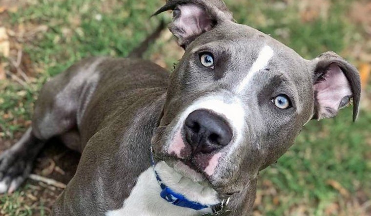 Puppies in Houston looking for their furr-ever homes