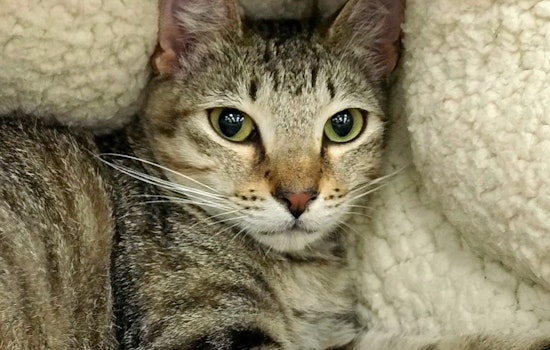 Cats in Austin looking for their furr-ever homes
