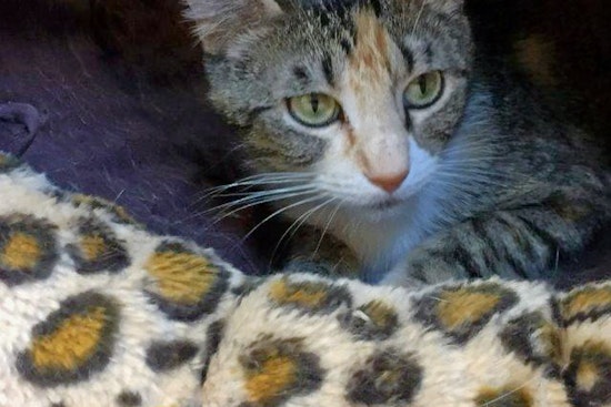 Cats in El Paso looking for their furr-ever homes