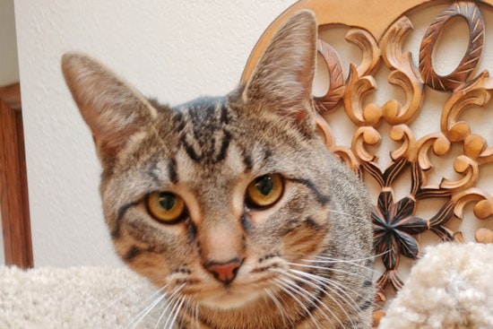 Kittens in Oklahoma City looking for their furr-ever homes