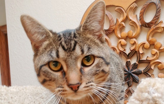 Kittens in Oklahoma City looking for their furr-ever homes