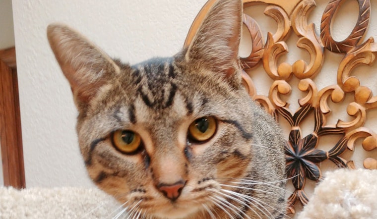 Kittens in Oklahoma City looking for their furr-ever homes