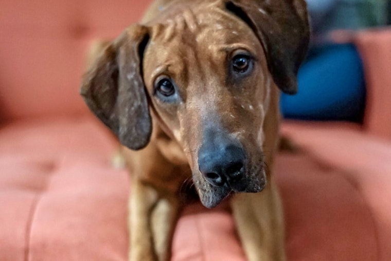 Dogs in Aurora looking for their furr-ever homes