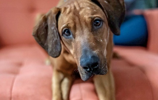 Dogs in Aurora looking for their furr-ever homes
