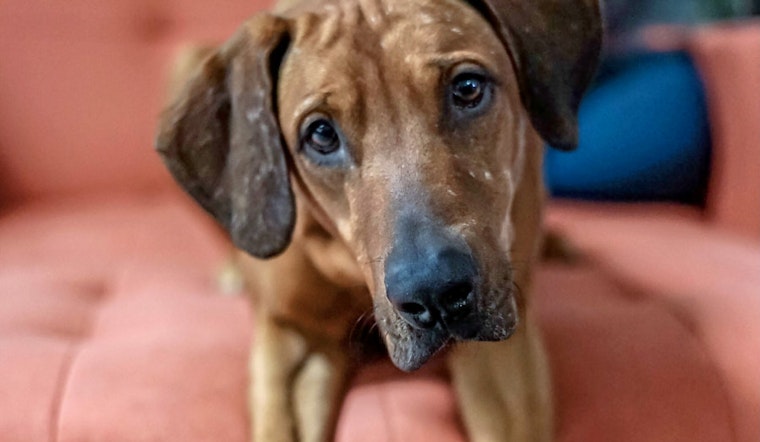 Dogs in Aurora looking for their furr-ever homes