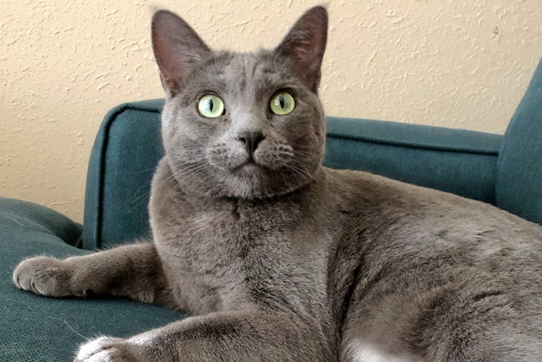 Cats in Albuquerque looking for their furr-ever homes