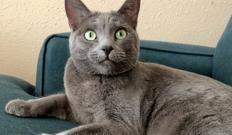 Cats in Albuquerque looking for their furr-ever homes