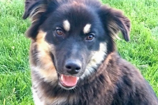 Dogs in Colorado Springs looking for their furr-ever homes