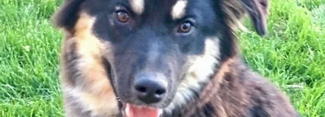 Dogs in Colorado Springs looking for their furr-ever homes
