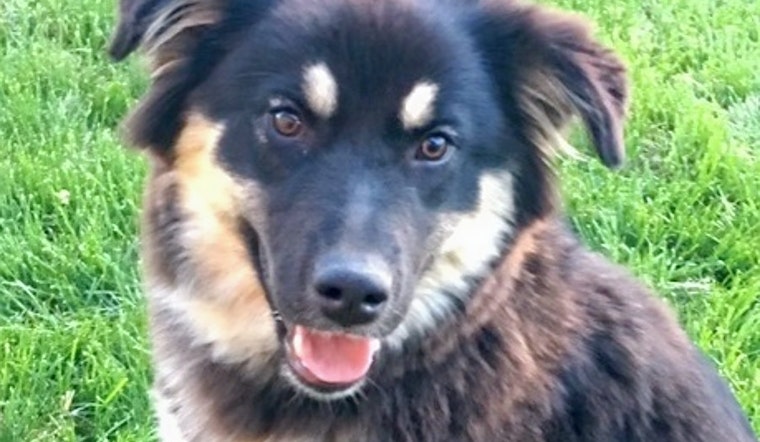 Dogs in Colorado Springs looking for their furr-ever homes