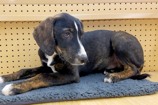 Puppies in Tucson looking for their furr-ever homes
