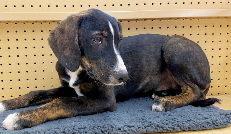 Puppies in Tucson looking for their furr-ever homes