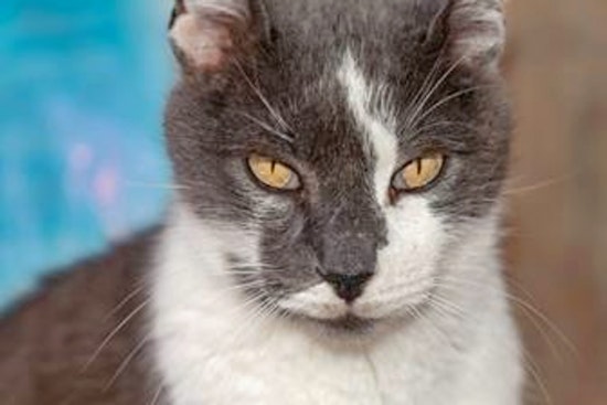 Cats in Mesa looking for their furr-ever homes