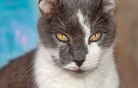 Cats in Mesa looking for their furr-ever homes