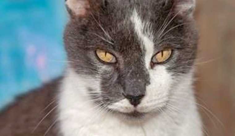 Cats in Mesa looking for their furr-ever homes