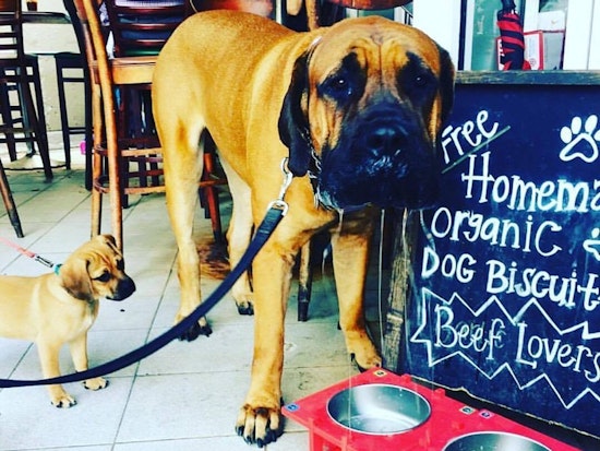 Woof: 7 Dog-Friendly Restaurants And Bars In Miami