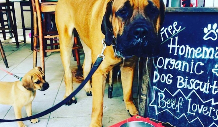 Woof: 7 Dog-Friendly Restaurants And Bars In Miami