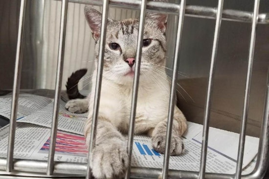 Cats in Tulsa looking for their furr-ever homes