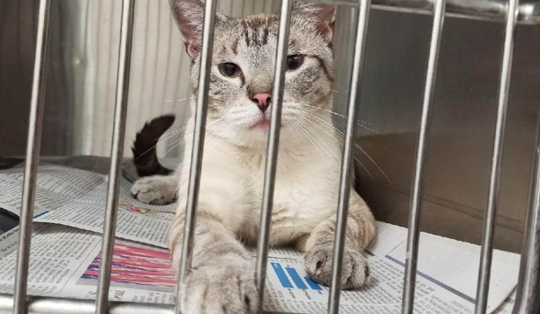 Cats in Tulsa looking for their furr-ever homes