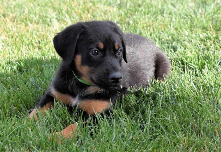 Puppies in Denver looking for their furr-ever homes