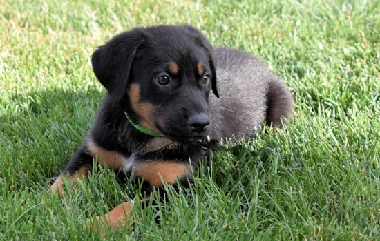 Puppies in Denver looking for their furr-ever homes
