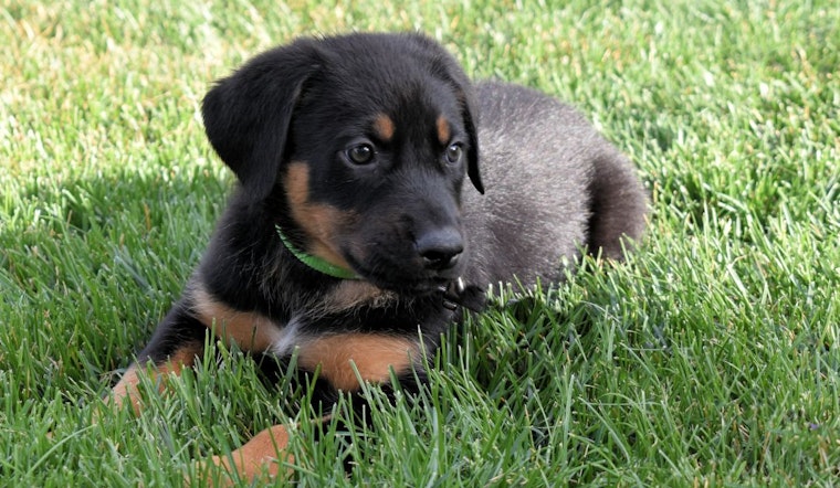 Puppies in Denver looking for their furr-ever homes