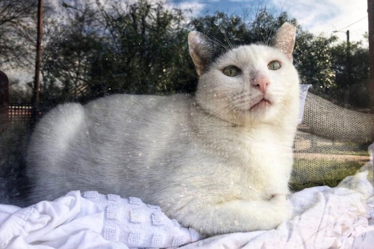 Cats in San Antonio looking for their furr-ever homes