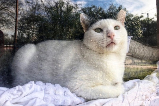 Cats in San Antonio looking for their furr-ever homes