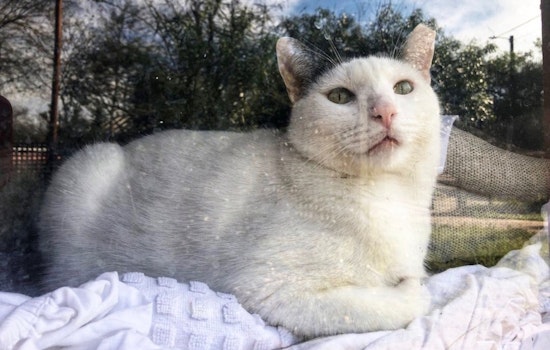 Cats in San Antonio looking for their furr-ever homes