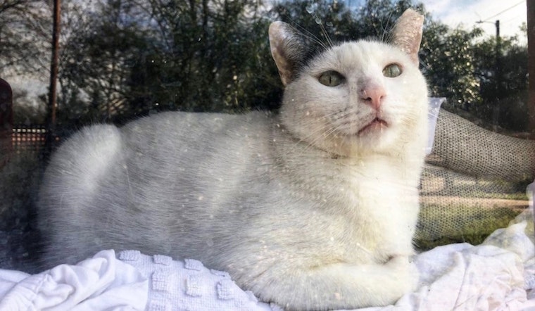 Cats in San Antonio looking for their furr-ever homes