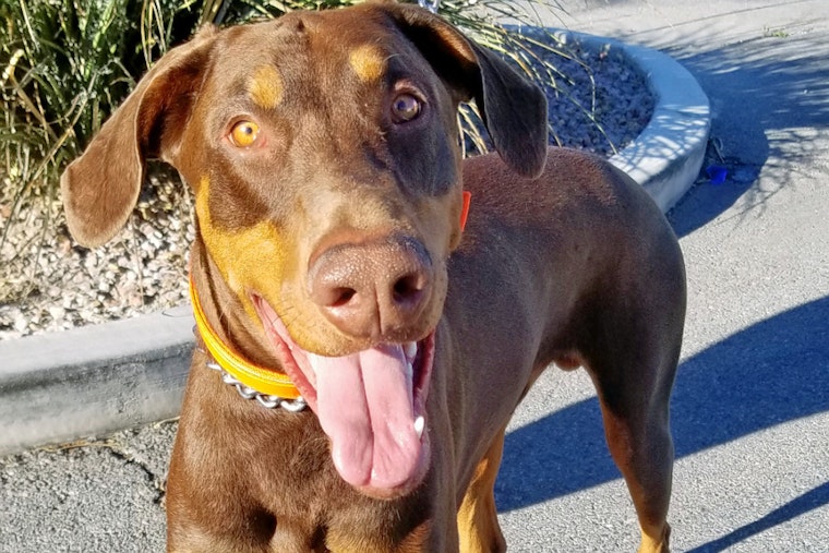 Puppies in Las Vegas looking for their furr-ever homes