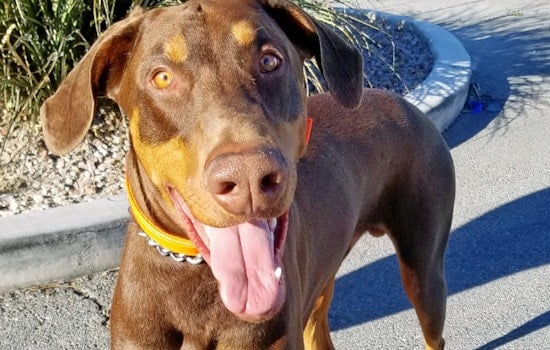 Puppies in Las Vegas looking for their furr-ever homes
