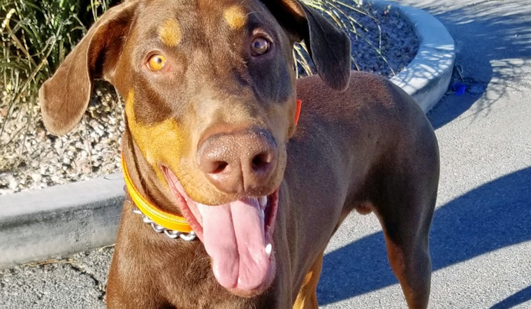 Puppies in Las Vegas looking for their furr-ever homes