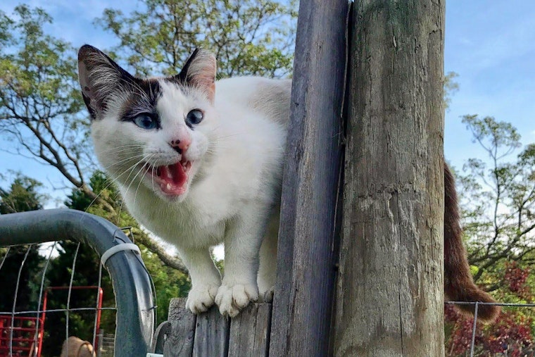 Kittens in Atlanta looking for their furr-ever homes