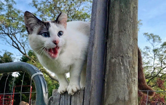 Kittens in Atlanta looking for their furr-ever homes