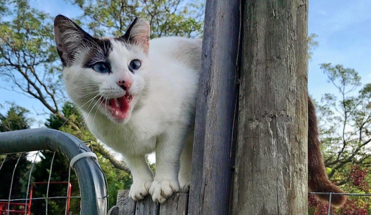 Kittens in Atlanta looking for their furr-ever homes