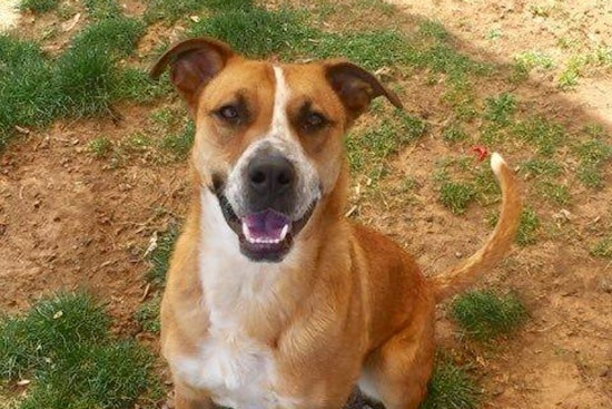 Dogs in El Paso looking for their furr-ever homes