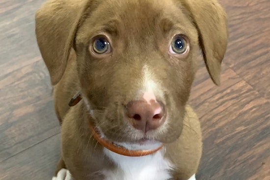 Puppies in Austin looking for their furr-ever homes
