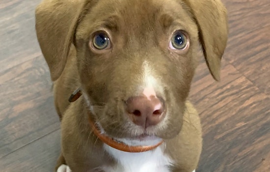 Puppies in Austin looking for their furr-ever homes