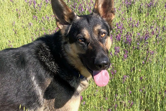 These dogs in San Jose are looking for their furr-ever homes