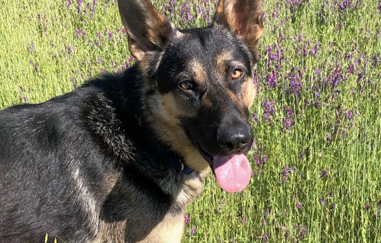 These dogs in San Jose are looking for their furr-ever homes