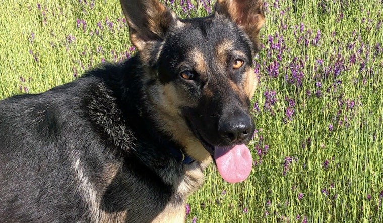 These dogs in San Jose are looking for their furr-ever homes