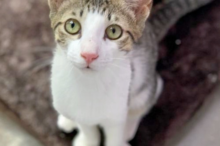Kittens in Denver looking for their furr-ever homes