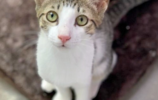 Kittens in Denver looking for their furr-ever homes