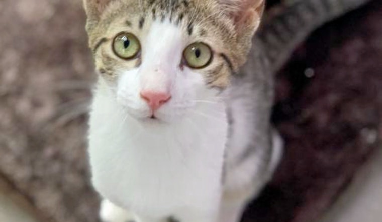 Kittens in Denver looking for their furr-ever homes
