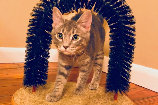 Kittens in Columbus looking for their furr-ever homes