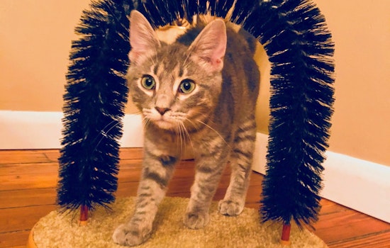 Kittens in Columbus looking for their furr-ever homes