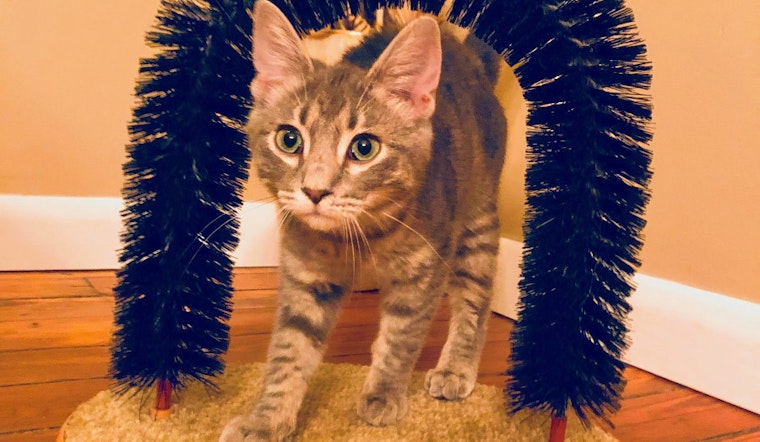 Kittens in Columbus looking for their furr-ever homes