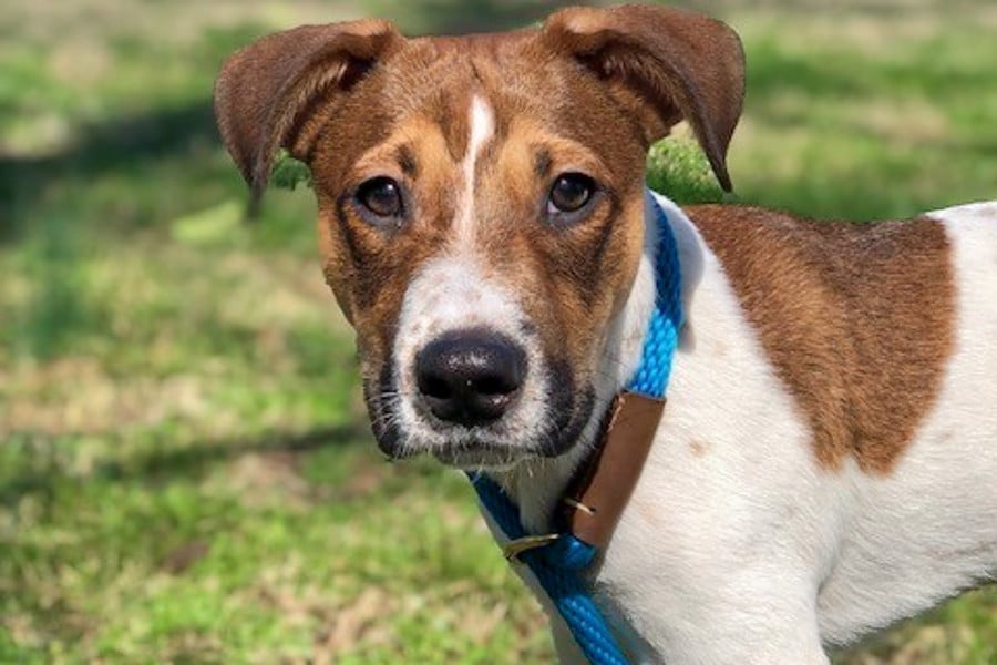 Puppies in Nashville looking for their furr-ever homes